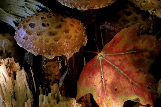 wild fall mushroom