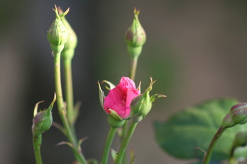 bouton de rose