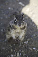 Obraz premium squirrel 5