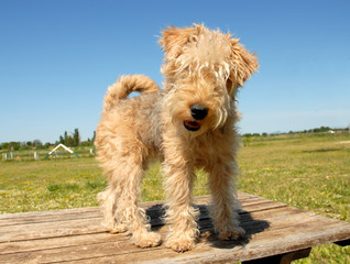 chiot terrier