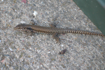 small reptile