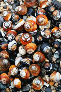 seashells on the beach