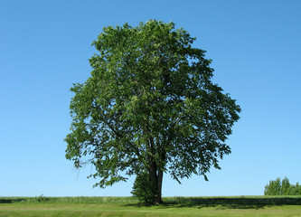 tree 1 - 3446851