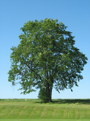 tree 2 - 3446866