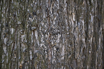 wooden bark