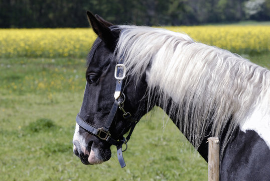 pony