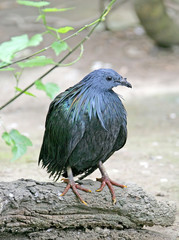 Obraz premium pigeon de nicobar 1