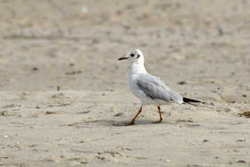 Fototapeta premium lachmöwe
