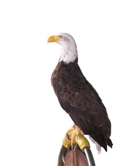 Obraz premium rapace