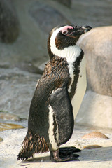 brillenpinguin