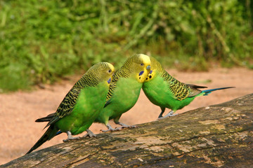 wellensittiche beim plausch