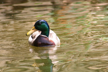 mallard