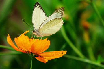 Fototapeta premium mariposa