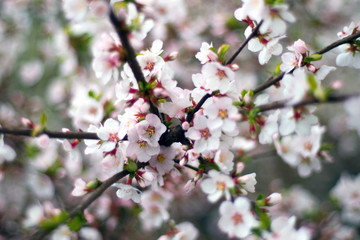 Fototapeta na wymiar cherry flowers