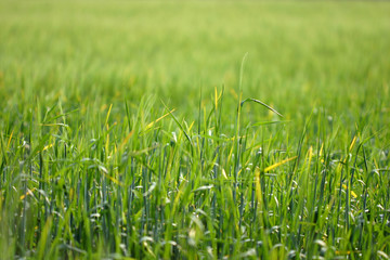 green grass background - shallow dof