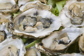 fresh oysters