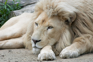 male lion