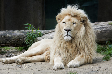 Fototapeta na wymiar samiec lwa