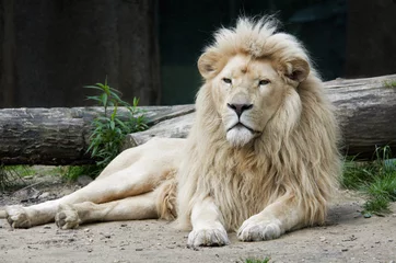  mannelijke leeuw © Eric Gevaert