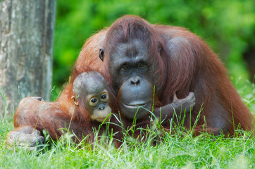 mother orangutan with her baby © Eric Gevaert