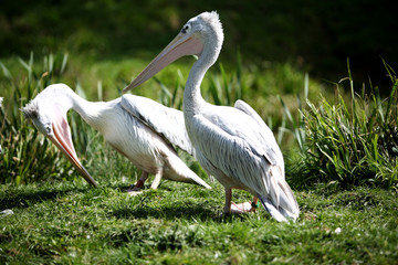 pink backed pelicans