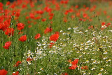 red corn poppy and white meadow flowers