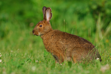 rabbit