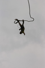bungee jump