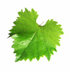 Weinblatt