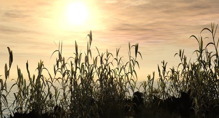 Fototapeta premium water grass