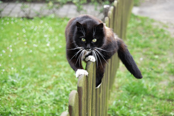 balance - katze auf zaun