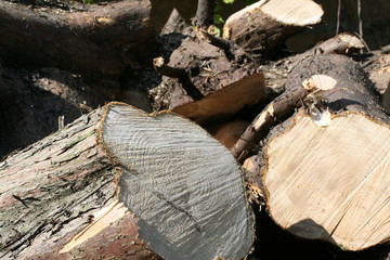 newly cut logs