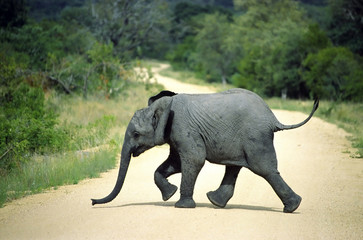 elephant