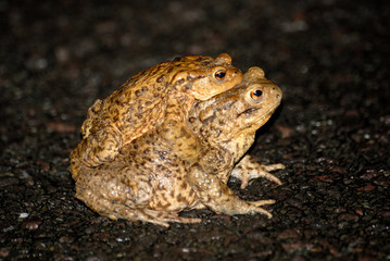 frogs on the way