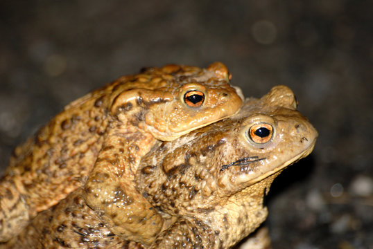 deux grenuille