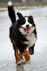 bernese swiss dog