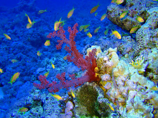 Fototapeta na wymiar podwodny krajobraz