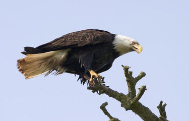 bald eagle in tree