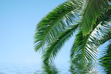 Fototapeta na wymiar branch of palm tree in water