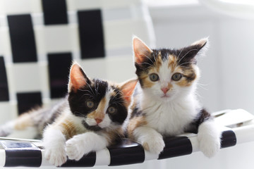 sister kittens