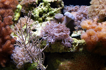 salzwasseraquarium