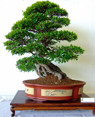 bonsai tree