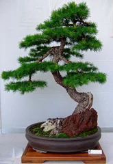Fototapete Bonsai Bonsai Baum