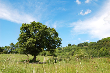 tree in rural settings