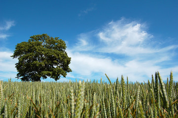 tree in a crop field