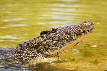 cuban crocodile - 3454081