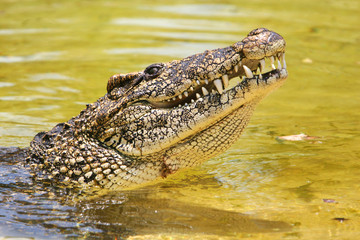 cuban croc