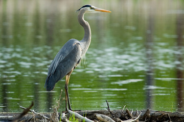 great blue heron