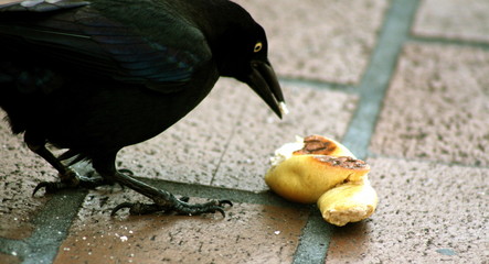 bird and bread