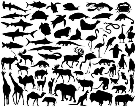 animals
